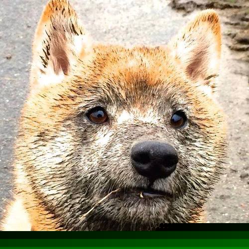 皮特·库策泳池内外双重突破，特里库皮斯